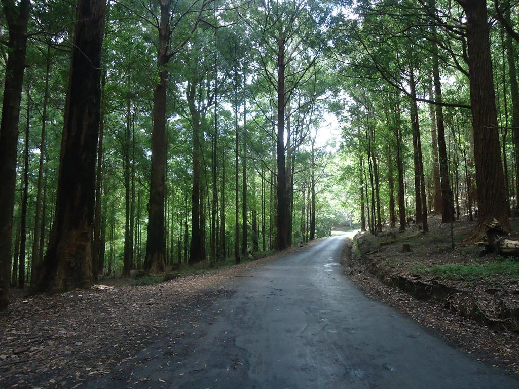 Forest Cyniciam Homestay Ohiya Extérieur photo